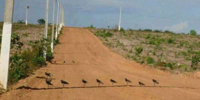 Ey ağaç düşmanı zalim insanoğlu… Doğa katillerine bu fotoğraf ders olsun… Buldukları incecik gölgede 40 derecede nefes almaya çalıştılar