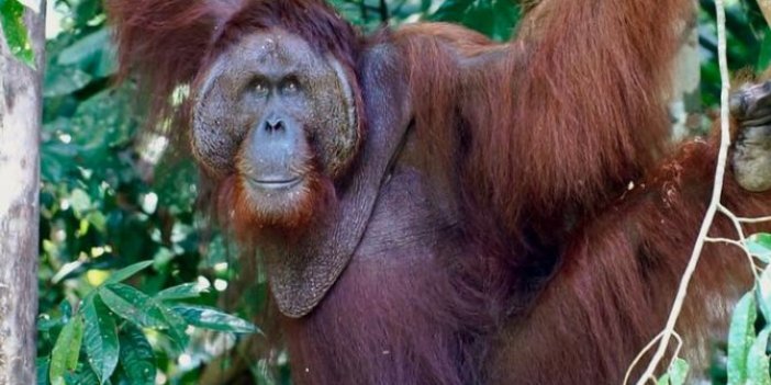 Orangutan Nedir? Oran Nedir? Gutan Nedir?