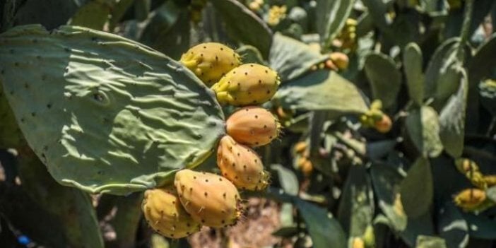 Vücutta iyi gelmediği şey yok ama dalında çürüyor