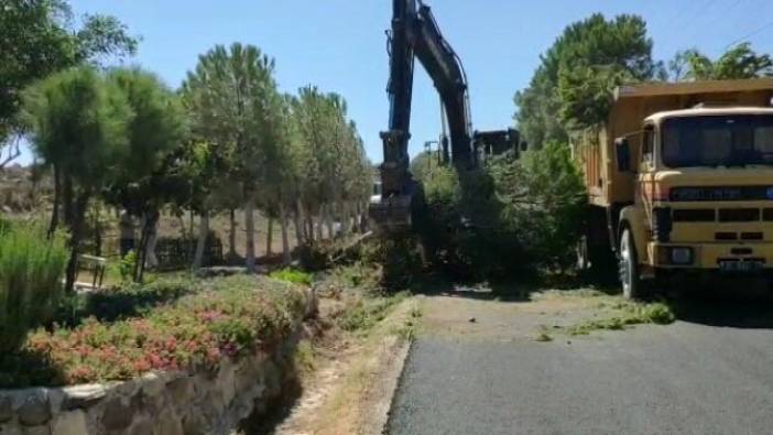 Belediye, yolu 1 metre genişletmek için onlarca ağacı kesti: Mahalleli gözyaşları ile anlattı