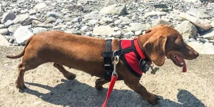 Sahibine ulaşmak isteyen köpek tam 16 bin kilometre yol gitti... Muhteşem köpek