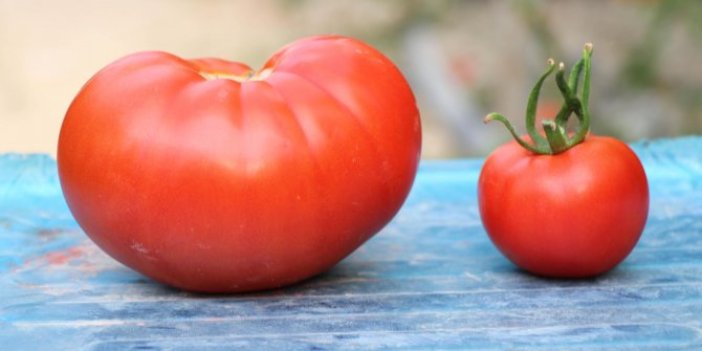 İşte kiloluk domates yetiştirmenin sırrı! Organik ve sağlıklı! Çiftçilerin yüzü gülecek