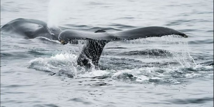 Göç yolunu kaybeden dev balinalar timsahlarla dolu nehre girdi