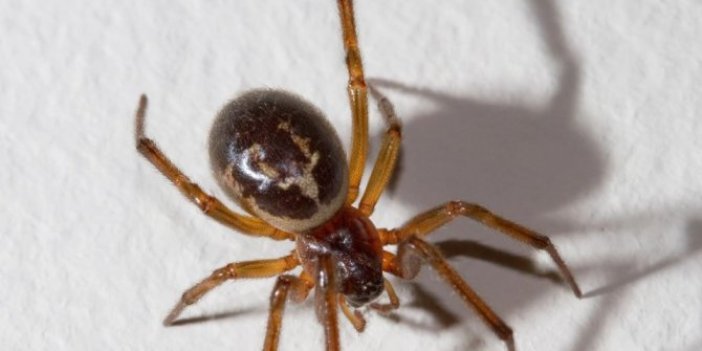 İzmir'de zehirli örümcek dehşeti