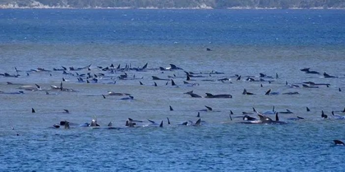 275 balina sığ sularda mahsur kaldı!