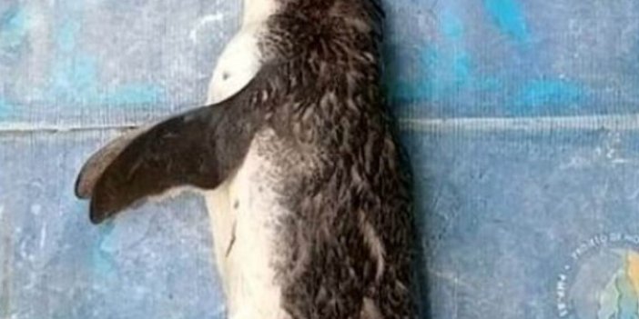 “İnsanlar korona virüsten daha tehlikeli” dedirten olay: Ölen penguenin midesinden maske çıktı