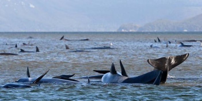 Sığ sularda mahsur kalan balina sayısı her geçen gün yükseliyor