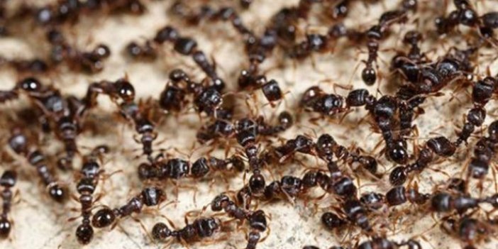 Bu karışım karıncaları evinizden kaçırıyor! Hem çok ucuz hem de çok etkili