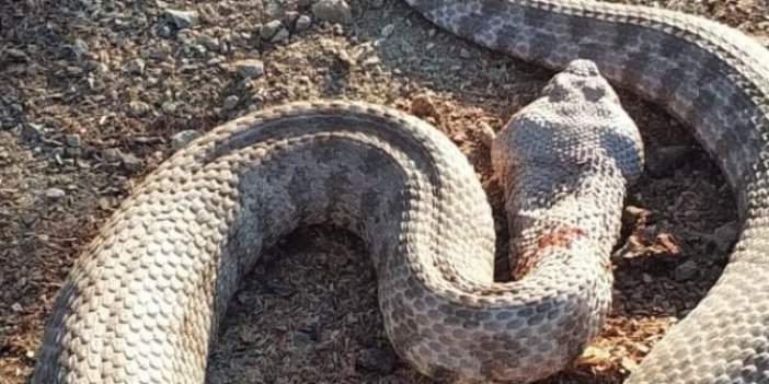 Erzincanlı çiftçi kendisine saldıran yılanı perişan etti