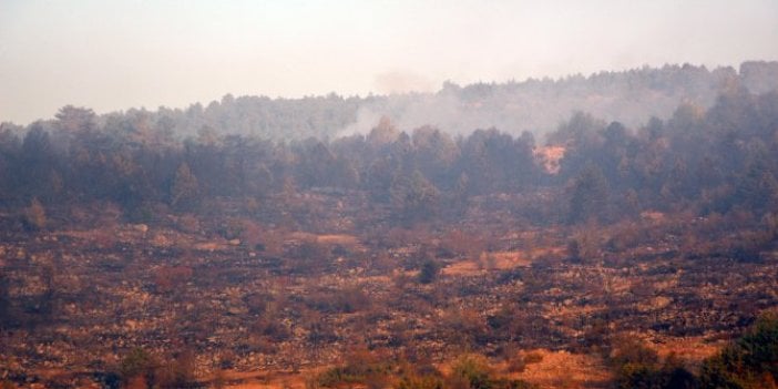Bolu'daki orman yangını kontrol altına alındı