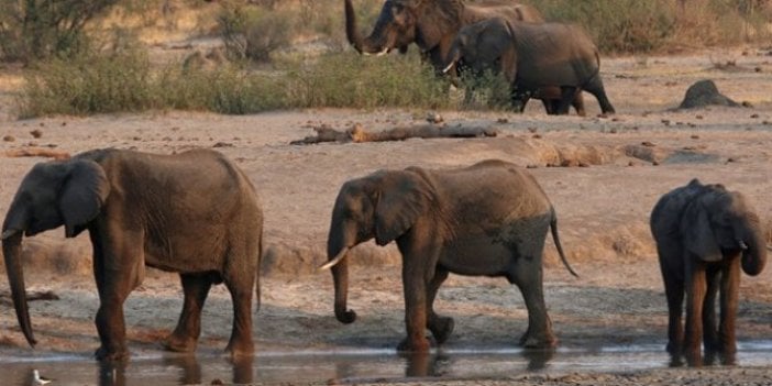 Zimbabve'de gizemli hastalıktan ölen fillerin sayısı 34'e yükseldi