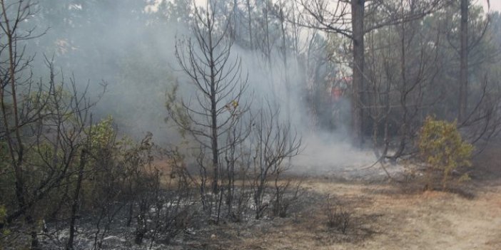 Türkiye'nin ciğerleri yandı! 7 ilde orman yangını çıktı
