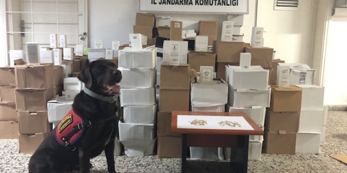 Kıyma makinesine gizlenen uyuşturucuyu narkotik köpeği Çiko buldu