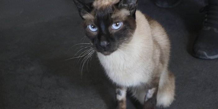 Ankara’da 5’nci kattan düşen kediye yanlış tedavi iddiası, suç duyurusunda bulundu