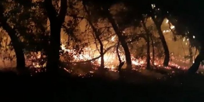 Aydın'da zeytinlik alanda çıkan yangın görenleri korkuttu. Yüzlerce ağaç zarar gördü
