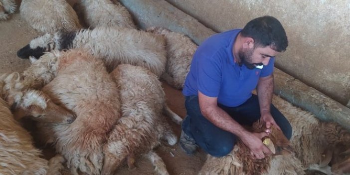 Şanlıurfa'da 150 koyun çırpına çırpına öldü. Çobanın dünyası başına yıkıldı