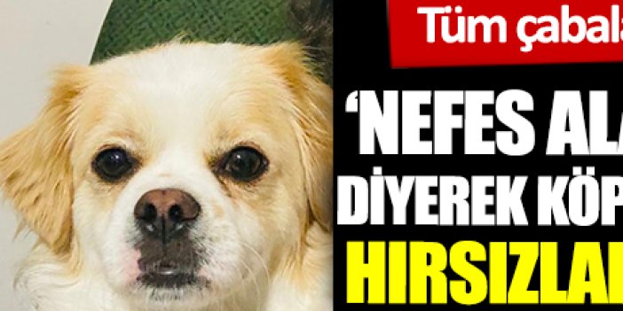 Tüm çabaları sonuçsuz kaldı. 'Nefes alamıyorum' diyerek Kadıköy'de köpeğini kaçıran hırsızlara seslendi