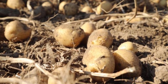 Sivas'ta patates hasadı başladı