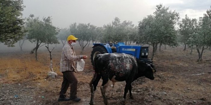 Manisa'da yangın çıkan çiftlikte hayvanlar yanma tehlikesi geçirdi