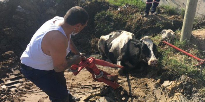 Bataklığa saplanan inek yoğun çaba sonucu kurtarılabildi