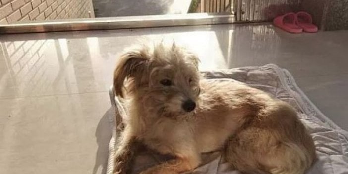 Çin’de kaybolan köpek, sahiplerine dönmek için 26 gün boyunca yılmadı. Muhteşem köpek