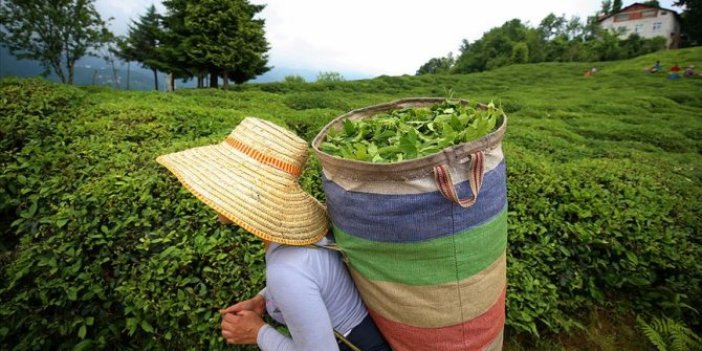Üreticilere yaş çay ödemeleri başlıyor