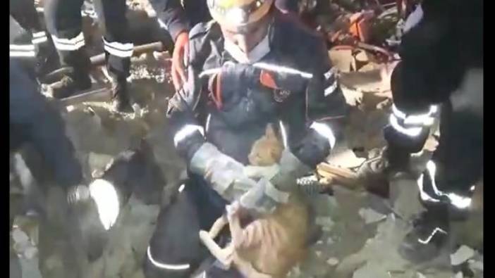 Her şey bitti derken İzmir'deki depremin enkazından kedi Umut çıktı