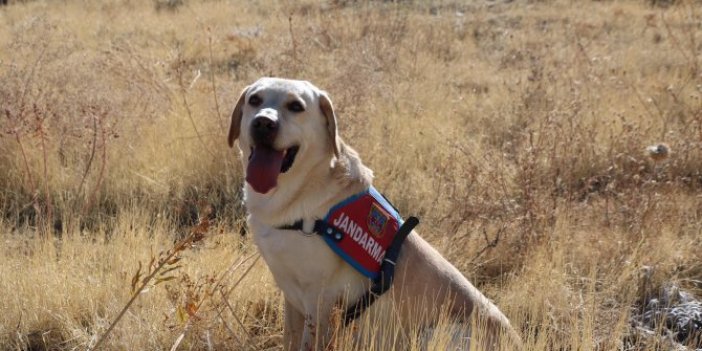 Alzheimer hastası kadın, iz takip köpeği 'Dost' tarafından bulundu. Helal olsun Dost