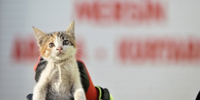 Otomobilin kaputunda mahsur kalan iki kedi yavrusu kurtarıldı