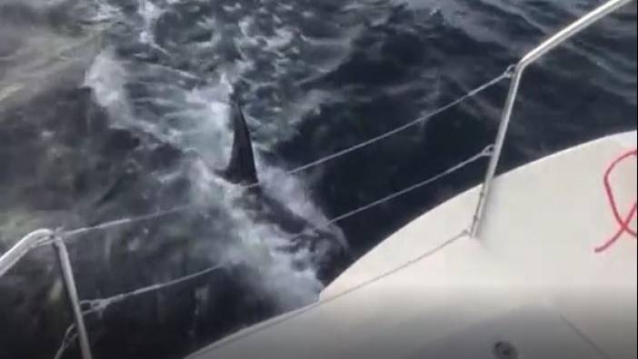 Katil balina orkalar yelkenliye böyle saldırdı. Dümendeki kadın dondu kaldı. Tak tak sesleri kan dondurdu