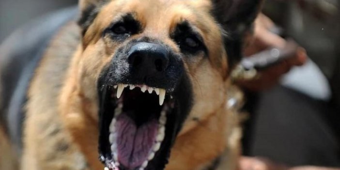 Yürüyüş yapan adamın üzerine bir anda atladılar. Sokak köpekleri dehşet saçtı