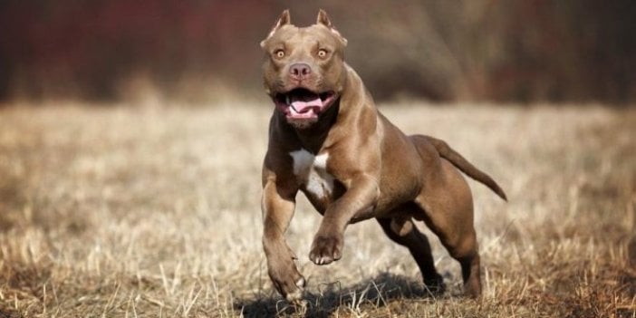 Anne ile oğluna saldırdı. Öfkesini alamayan pitbull katliam yaptı. Çaresizce izlediler