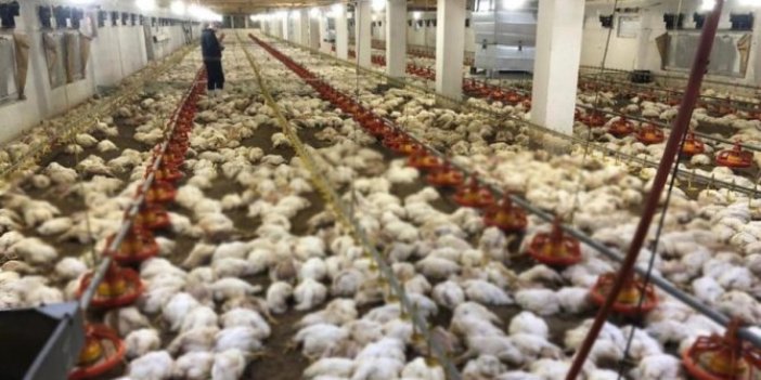 Zonguldak'ta 20 bin tavuk aynı anda can verdi. İçeriye girenler şok geçirdi