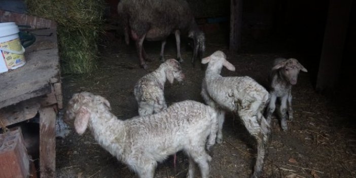 Çanakkale'de tek seferde 5 kuzu doğuran koyun ve kuzuları ilgi odağı oldu