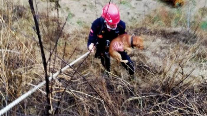 Yamaçta 2 gün mahsur kalan köpek böyle kurtarıldı
