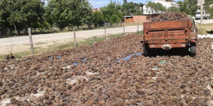 Dağda yetişiyor kilosunu 400 liradan satıyor. Gezerken gördü mesleği oldu
