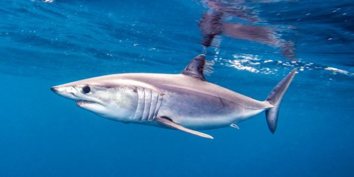 Köpek balığı yenir mi. Gazeteciler köpek balığı yemeğinin tarifini yaptı