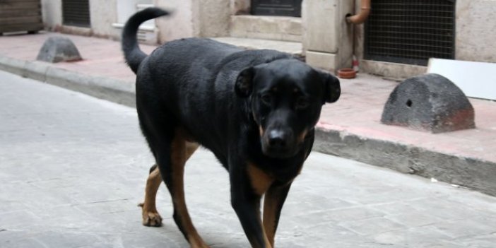 Beyoğlu’nda köpek aniden adamı kovalamaya başladı gerçek ise bambaşka çıktı, arkasından seslenirken fark ettiler