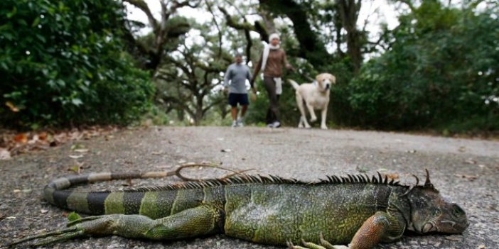 Gökten yağmur gibi iguana yağıyor. Şaka değil gerçek