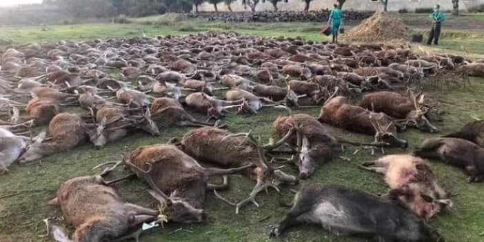 Bu mavi gezegen sadece senin değil. Ne geliyorsa yeryüzüne bu zalimlikten geliyor