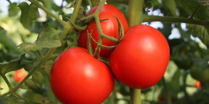 Mersin'de domates hasadı devam ediyor