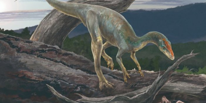 Çin'de kuluçkaya yatmış dinozor fosili bulundu