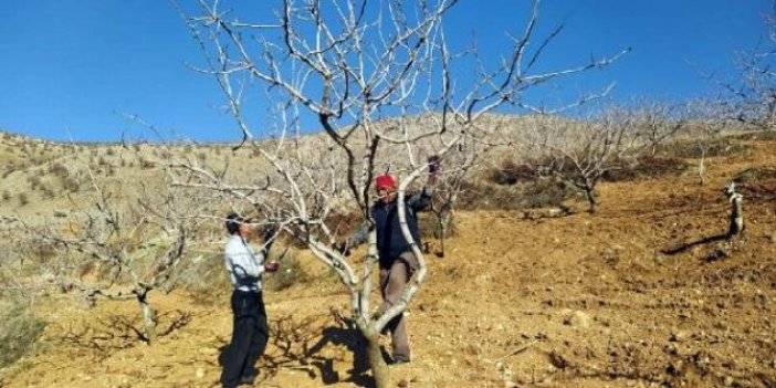 Fıstık üreticileri yağmur yağmayınca çareyi böyle buldu