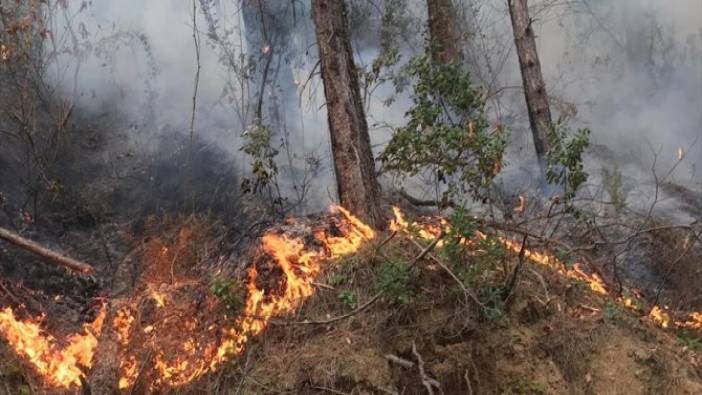 Kastamonu'da orman yangını (09 Ocak 2021)