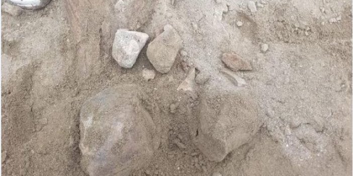 Amasya'da file ait fosil bulundu