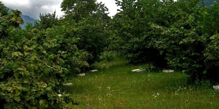 Kestiği ağaç üzerine devrilen kişi hayatını kaybetti