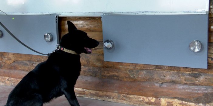 Virüsü tespit edecek eğitimli köpekler Etik Kurulu’ndan izin bekliyor