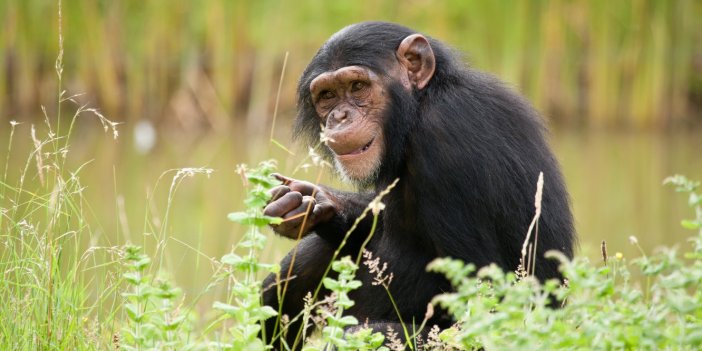 Eyvah eyvah bilim insanları şimdi duyurdu. Bu sefer de şempanzelerden bulaşacak. İşte belirtileri