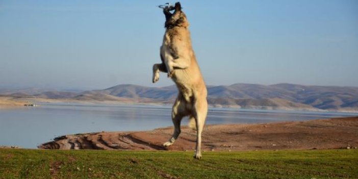 Kangal köpeği metrelerce yükseldi dronu havada kaptı. Görenler hayretler içinde kaldı