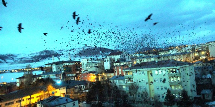 Alfred Hitchcock'un filmi Ardahan'da gerçek oldu. Kargalar şehre kabus gibi çöktü. Kimse dışarı çıkamıyor